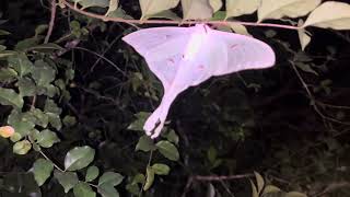 Actias Selene  Indian Luna moth [upl. by Elmore225]