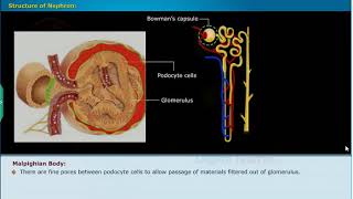 Structure of Nephron  Excretion Class 10 Biology  Smart Class [upl. by Rimidalb]