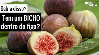 Figo não é fruta Por que muitos veganos o consideram alimento proibido [upl. by Annait596]