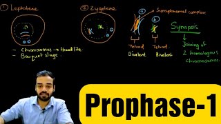 Prophase1 Leptotene Zygotene Pachytene Diplotene amp Diakinesis prophase celldivision [upl. by Okiam858]