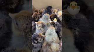 Blue Laced Red Wyandottes Hatching at Cackle Hatchery chicken chickenhatch babyanimals hatchery [upl. by Enileuqkcaj]