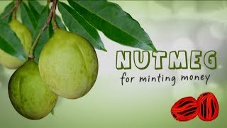 Nutmeg for Minting Money  English [upl. by Meekyh]