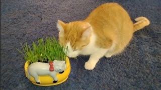 Peaches the Cat  Eating Grass [upl. by Nhtanhoj]