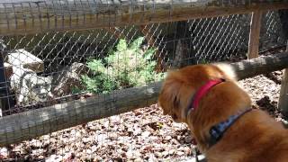 Golden Retriever vs Snow Leopard [upl. by Oznole69]