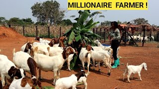 BEST Practices In Feeding GOATS For PROFITS  Harvesting Maize Farm Routine [upl. by Follansbee]