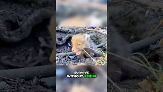 Watch a Baby Fox Grow Up Via InterestingFactsClub shorts animals [upl. by Oleic865]