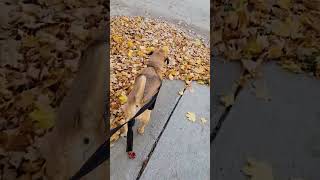 Puggle enjoys crunchy Fall leaves [upl. by Etolas]