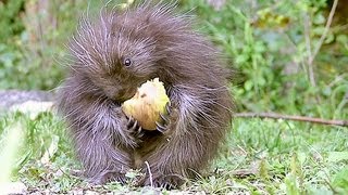 A baby porcupine and her apple Top contender for worlds cutest baby animal Video [upl. by Ailak]