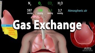 Gas Exchange and Partial Pressures Animation [upl. by Tebasile132]