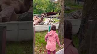 Zoo tour 🐫 Visiting zoo 🐫 Tour in the zoo 🐫 Beautiful camel viralshort vlogging zoo [upl. by Nirel]