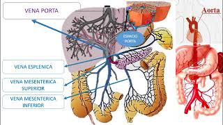 HISTOLOGIA DEL HIGADO LOBULILLO HEPATICO [upl. by Hanauq]