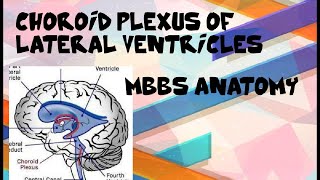 Choroid Plexus Of Lateral Ventricles Of Brain Cerebrum PART 2 MBBS ANATOMY [upl. by Wolliw]