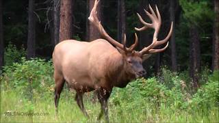 Large Bull Elk after Shedding Velvet 3rd Week of August [upl. by Ayerf720]