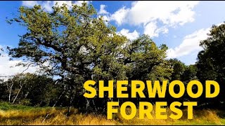 Sherwood Forest  A Walk Through Ancient Woodland [upl. by Otto]