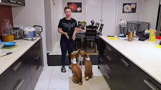 Keeping basenji away from kitchen counter [upl. by Emarie]