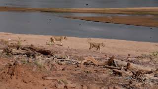 Tsavo east lions Kenya [upl. by Dela]