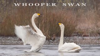 WHOOPER SWAN bird dance and call birds sounds [upl. by Eelek]