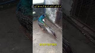 peacock for sale  mor ke bachhe  peacock hatching eggs  green java breeder peacock [upl. by Adamis]