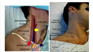 Jugular venous pulse anatomical aspects [upl. by Richards]