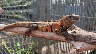 Orange Tiger Ctenosaura pectinata iguanas Looks like a Tiger Tame 2022 Hatchlings [upl. by Pacificas]