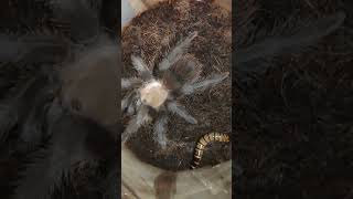 tarantula spiderBrachypelma albiceps [upl. by Nyleahs]