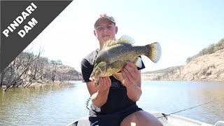 PINDARI DAM Golden Perch  codaddiction ep4 [upl. by Annel996]