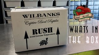 Wilbanks Unboxing Video East Valley Exotics [upl. by Bonnette722]