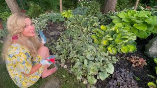 An Evening Walk In the Garden Pruning Brunnera and Looking at Blooming Plants [upl. by Yziar]