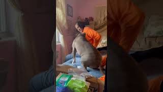 Pitbull dog gets annoyed [upl. by Navinod]