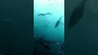 Ocean Relaxation Symphony of The Sardine Run 🐬 [upl. by Valonia]