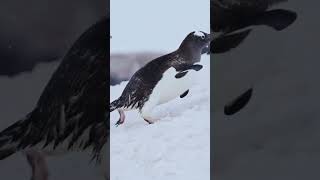 Penguin Smackdown Cute Clumsy and Funny Moments [upl. by Bassett]