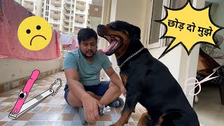 Rottweiler aggressive during nail trim  Clipping Rottweilers nails 😨 [upl. by Anayik]