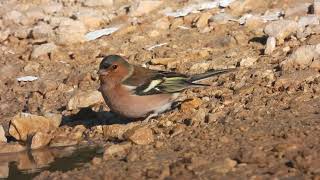 Common Chaffinch Fringuello Fringilla coelebs [upl. by Elish560]