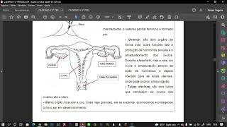 Sistema reprodutor e ISTs [upl. by Ramej]