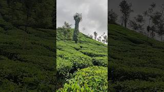 Samse Tea Estate Kalasa [upl. by Peoples957]