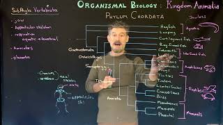 Subphylum Vertebrata Overview [upl. by Annaear]
