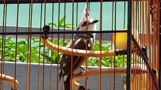 Rare Albino Jambul Bird Singing 2018 [upl. by Eniamej]