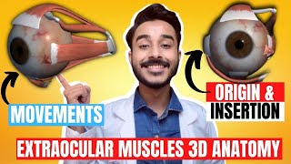 Extraocular Muscles Anatomy 3D  Anatomy of extraocular muscle movements  eye muscle anatomy [upl. by Nnylyahs]