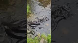 Eels eelsvideo Eels hiking goldpannning goldindustry nature golddredging goldmining [upl. by Lodie]