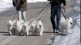 American Eskimo Dog [upl. by Nairim]