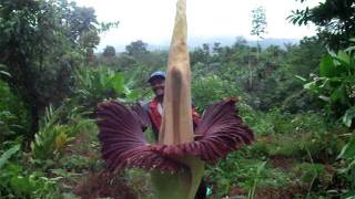 Amorphophallus titanum  Quest for the Titan Lily  Paradise Distributors [upl. by Eivol]