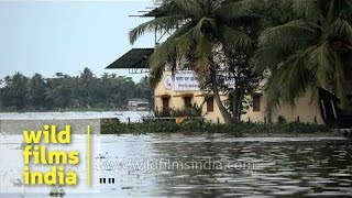 Houseboats sailing on Vembanad Lake  Kerala [upl. by Nereen]