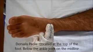 Locating Pulse  Posterior Tibial Dorsalis Pedis Popliteal and Femoral Pulse page 2 of 3 [upl. by Alekahs]