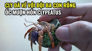 Cly Đã Về Với Đội Ba Con Rồng l Ốc Mượn Hồn CLYPEATUS [upl. by Eidoow]