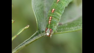 Three caterpillars and a cherry [upl. by Haissi]