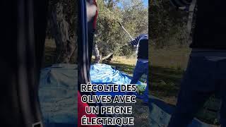 RÉCOLTE DES OLIVES AVEC UN PEIGNE ÉLECTRIQUE 😉 [upl. by Zetroc]