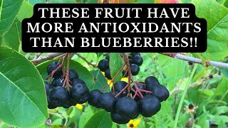 Why You Should Plant a Black Chokeberry Bush  Benefits and Planting Tips [upl. by Hanaj924]