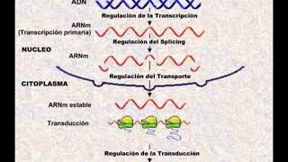 Bioquímica molecular Biología molecular 25 Regulación de la traducción en procariotas y eucariotas [upl. by Hbahsur]