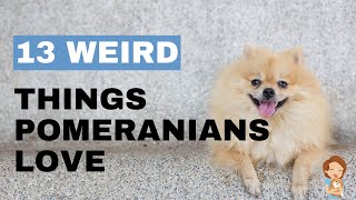 13 Weird Things That Pomeranians Love [upl. by Ilrac998]