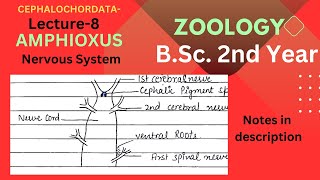 NERVOUS SYSTEM Of AMPHIOXUS  BSc 2nd Year Zoology  Notes in Description [upl. by Burnaby166]